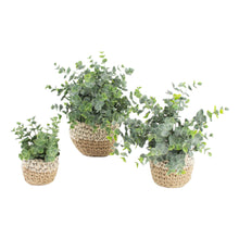 Load image into Gallery viewer, Eucalyptus Plants in Woven Pots - 3 sizes