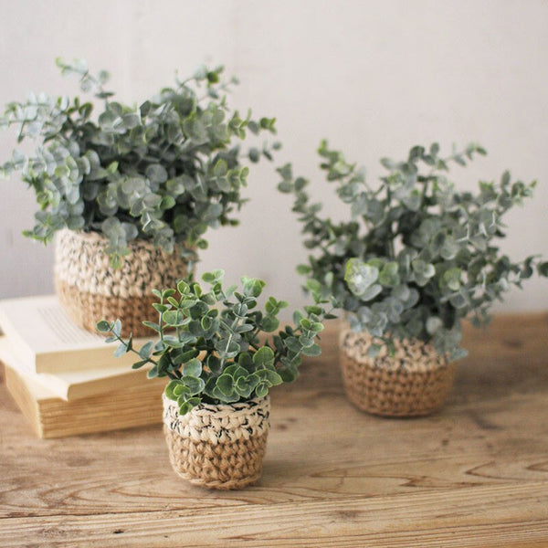 Eucalyptus in Woven Pot