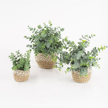 Load image into Gallery viewer, Eucalyptus in Woven Pot