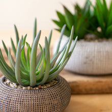 Load image into Gallery viewer, Concrete Faux Succulents
