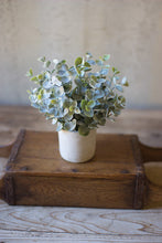 Load image into Gallery viewer, Mini Boxwood Sage Plant